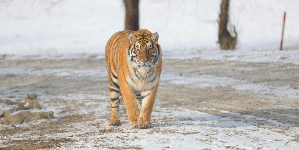 Fotos: tigres siberianos no Parque do Tigre Siberiano de Guaipo em Shenyang, no nordeste da China