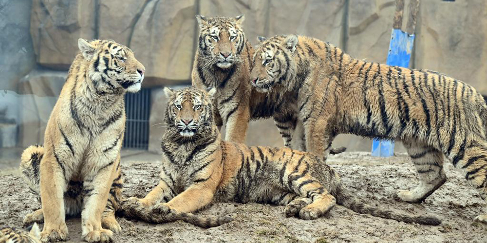 Tigres viram atração em zoológicos chineses com a chegada do Ano do Tigre