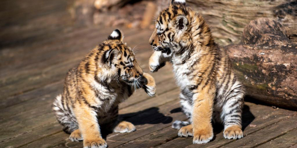 Filhotes de tigre siberiano brincam no Parque de Animais Selvagens de Yunnan, em Kunming