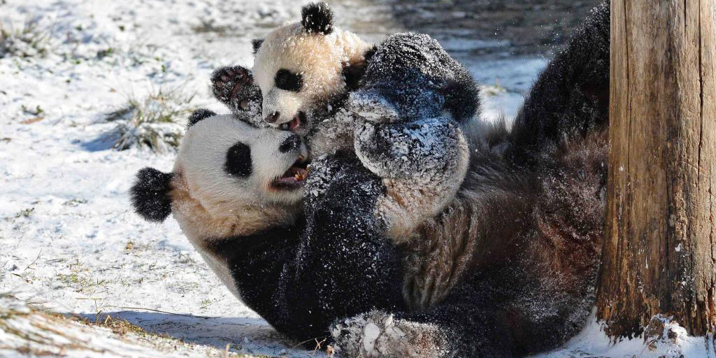 Pandas gigantes em Sichuan, no sudoeste da China