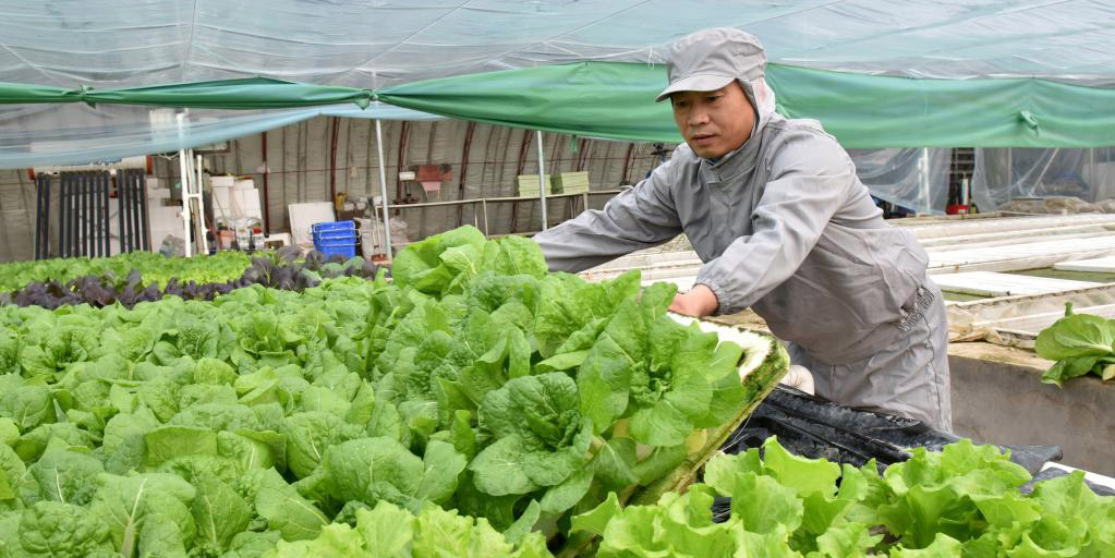 Agricultor investe na agricultura hidropônica para cultivar vegetais em estufa