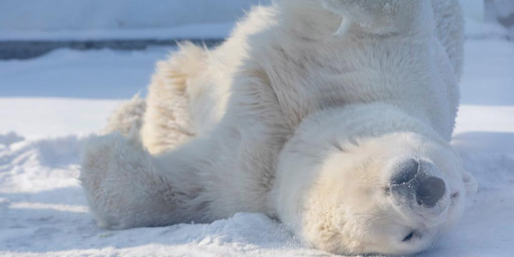 Urso polar no Parque Polar de Harbin