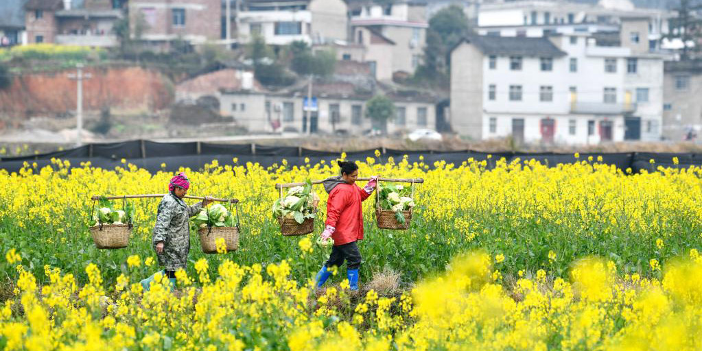 Agricultores de Guizhou avançam com plantio de vegetais na primavera