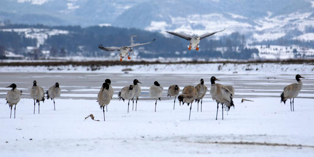 Aves migratórias em reserva natural nacional no sudoeste da China