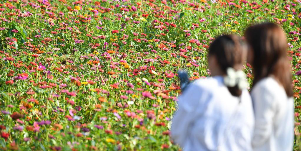 Pessoas apreciam flores em "Jingzhe" ao redor da China