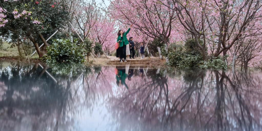 Turistas apreciam flores de cerejeira em Changning, Hunan