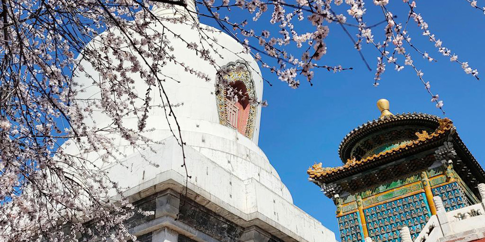 Pessegueiros florescem e enfeitam paisagem do Parque Beihai em Beijing