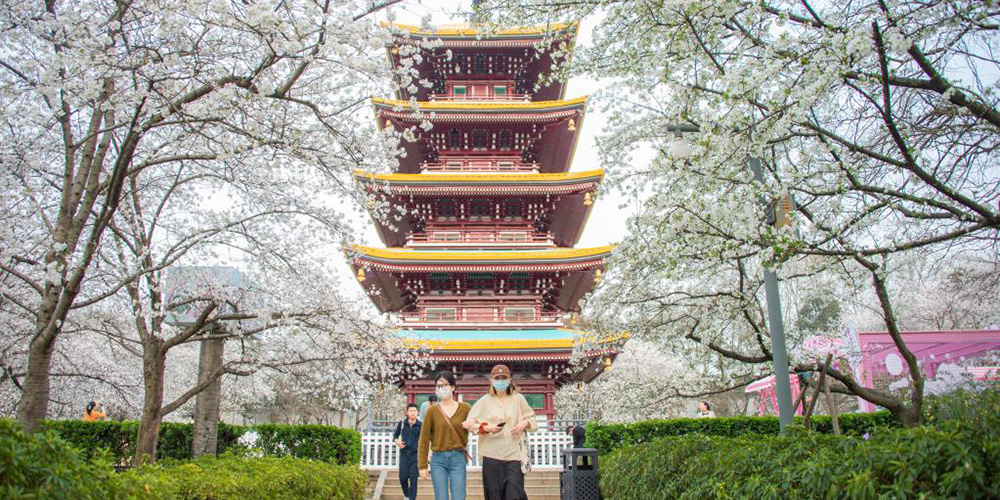 Turistas apreciam flores de cerejeira em Wuhan