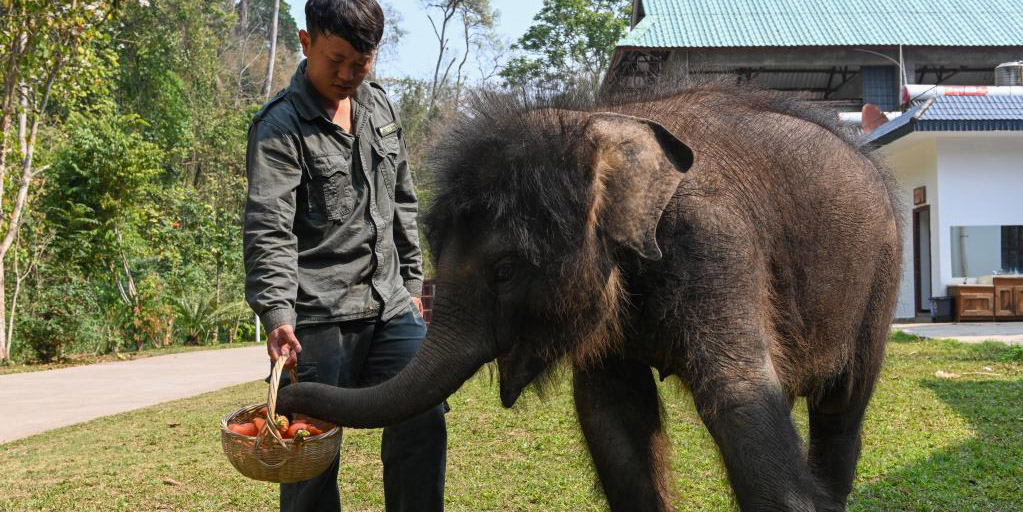 Elefantes asiáticos selvagens são resgatados em Xishuangbanna, no sudoeste da China