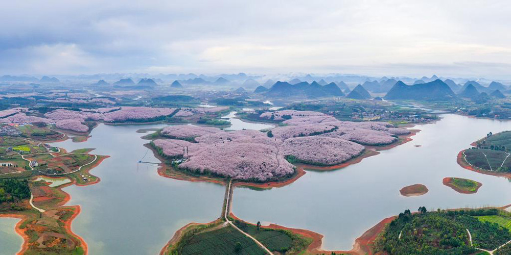 Cerejeiras em flor são atração em Guizhou
