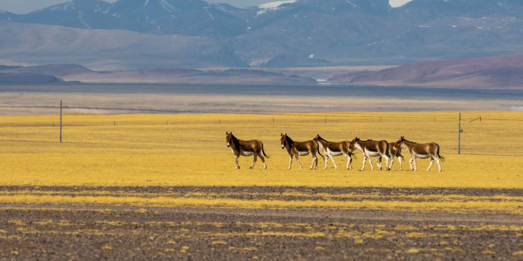 Tibet registra constante aumento na população de animais selvagens ameaçados de extinção