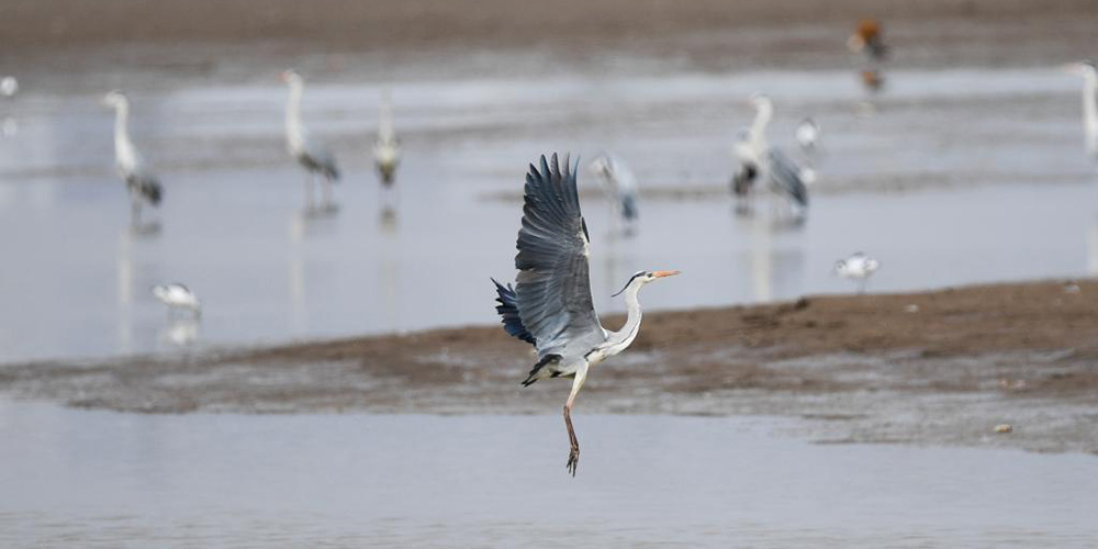 Aves migratórias no reservatório de Hailiu em Hohhot, na Mongólia Interior