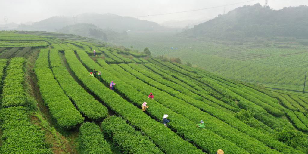 Agricultores colhem folhas de chá em Shanglin, Guangxi