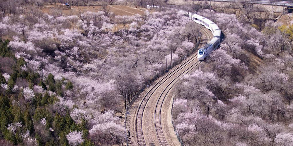 Trens passam por plantas floridas no subúrbio de Beijing