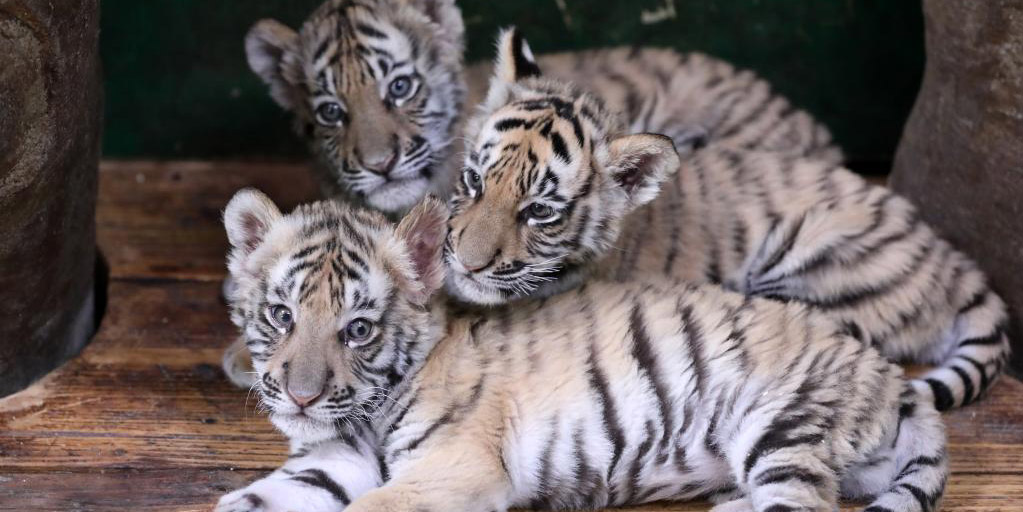 Filhotes quíntuplos de tigre-de-bengala farão estreia em Guangzhou