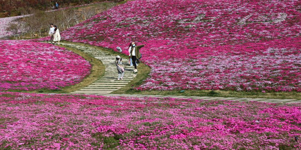 Florem cobrem colinas inteiras em parque em Jinan