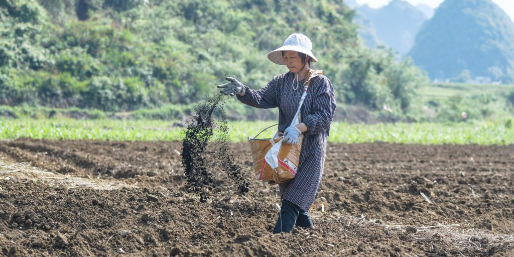 Agricultores trabalham em canaviais no Distrito de Dahua, em Guangxi