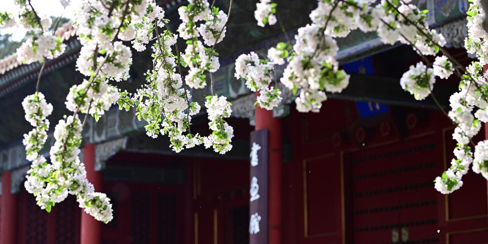 Fotos: begônias em plena florada no Museu do Palácio