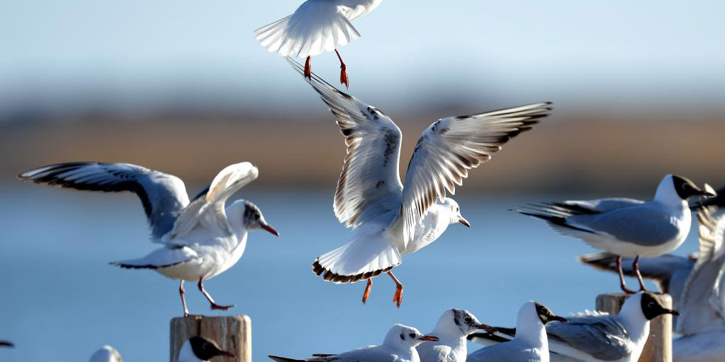 Aves migratórias no pântano de Juyanhai, na Mongólia Interior