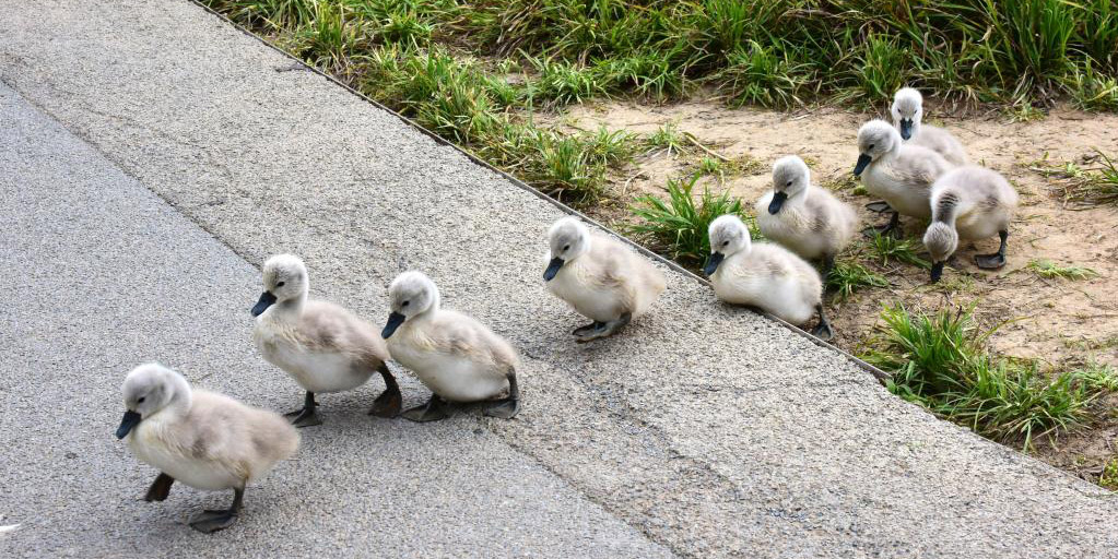 Filhotes de cisne-mudo em parque do pântano em Zhengzhou, Henan