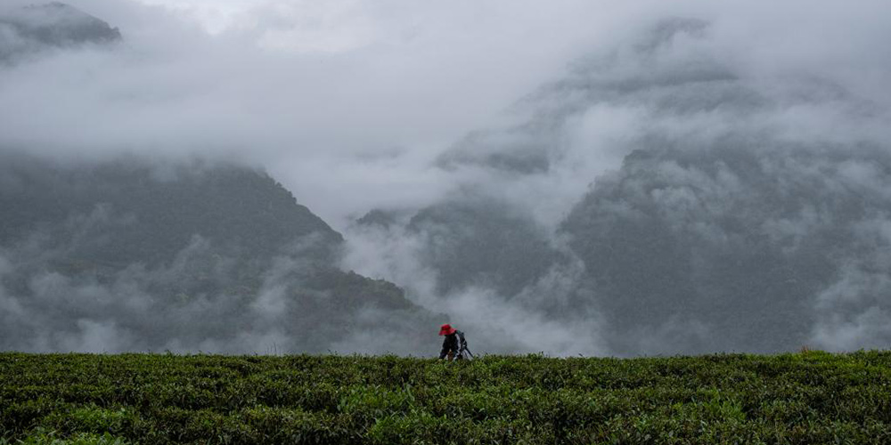 Agricultores colhem folhas de chá no distrito de Medog, no Tibet