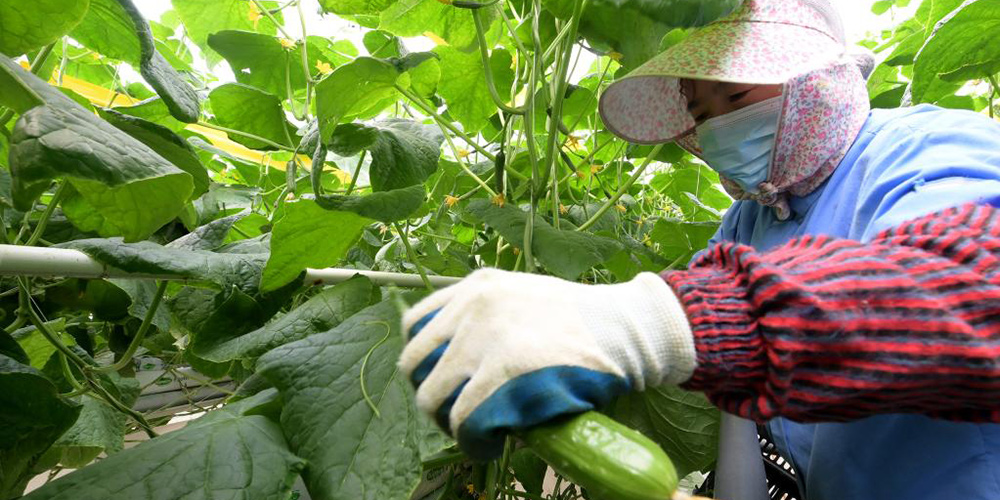 Empresas se esforçam para garantir fornecimento de vegetais em Shanghai