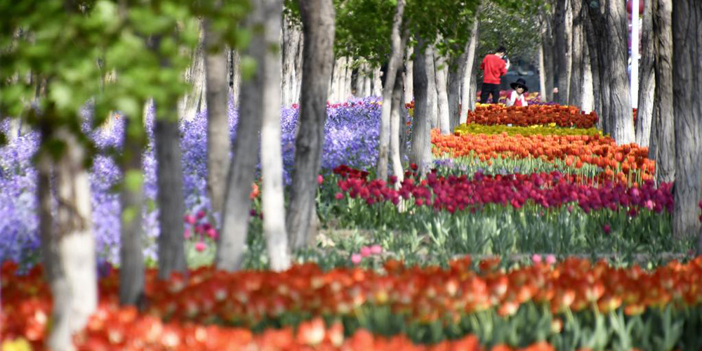 Flores colorem a cidade de Beijing