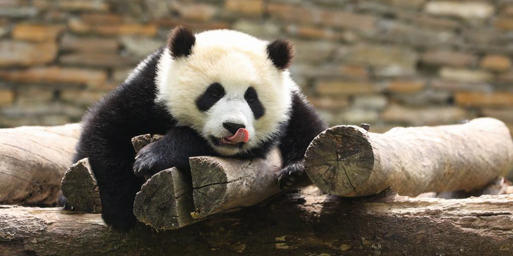 Fotos: pandas gigantes na Reserva Natural Nacional de Wolong