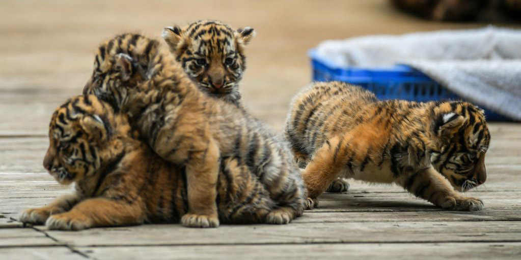 Quadrigêmeos de tigre siberiano de um mês de idade encantam visitantes no Parque de Animais Selvagens de Yunnan durante feriado do Dia do Trabalhador