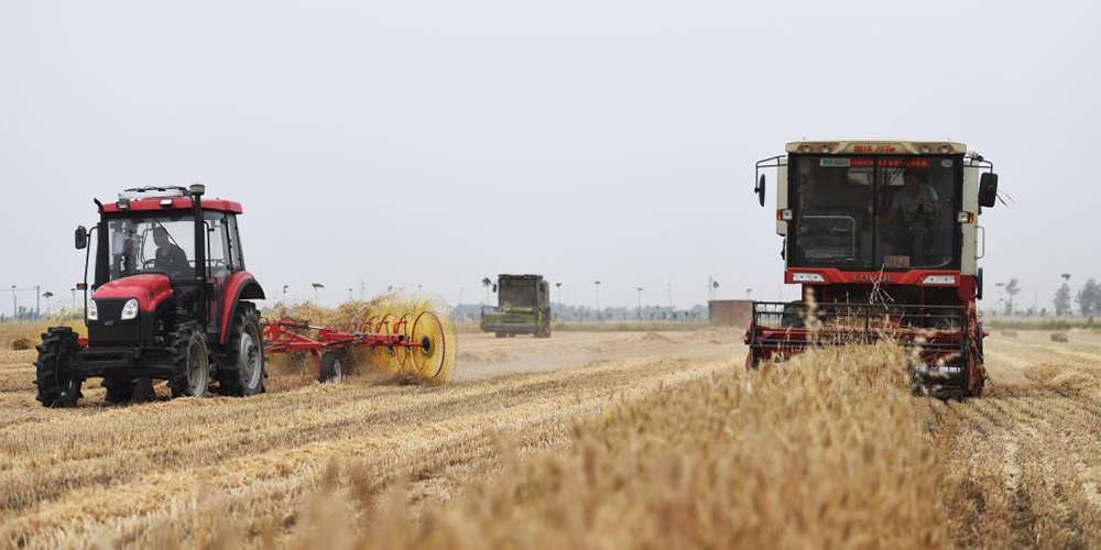 Agricultores colhem trigo em Henan
