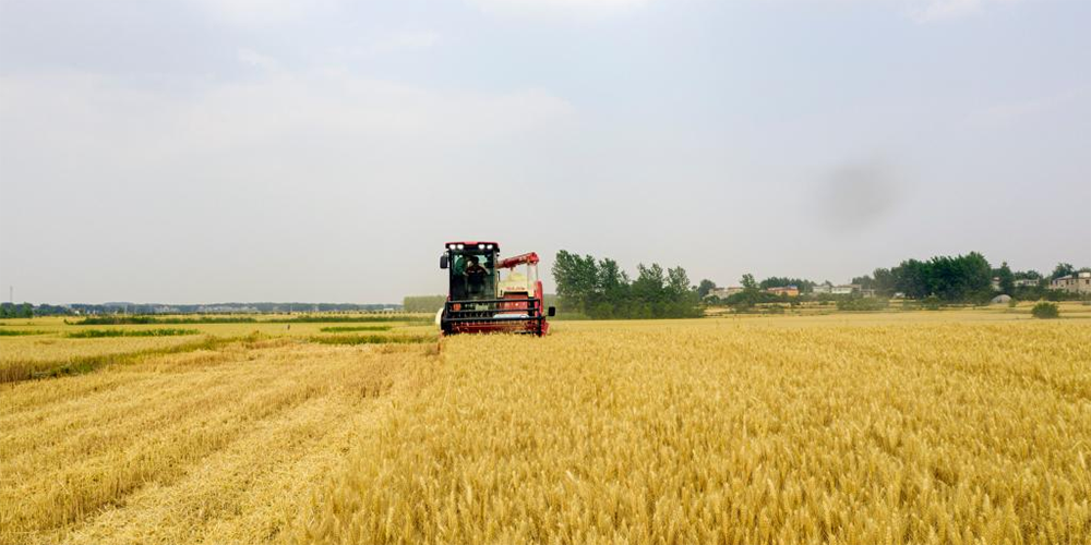 Colheita do trigo em andamento em várias regiões produtoras da China