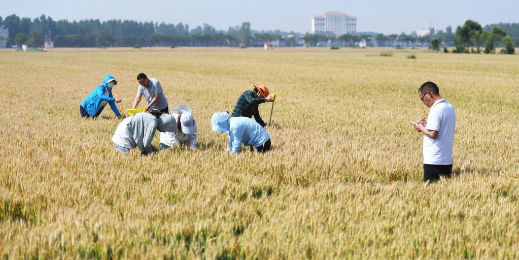 Técnicos agrícolas verificam crescimento do trigo na província chinesa de Henan