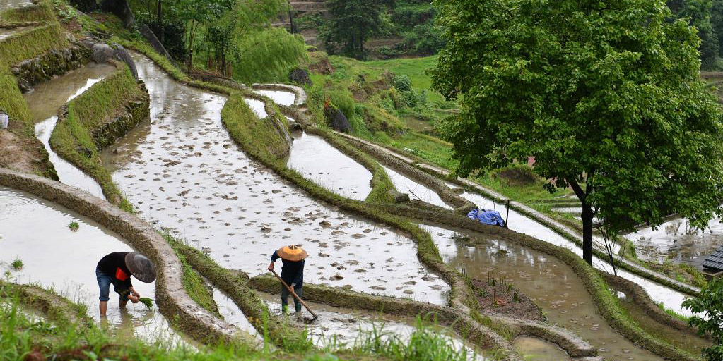 Agricultores trabalham nos Terraços Ziquejie na província chinesa de Hunan