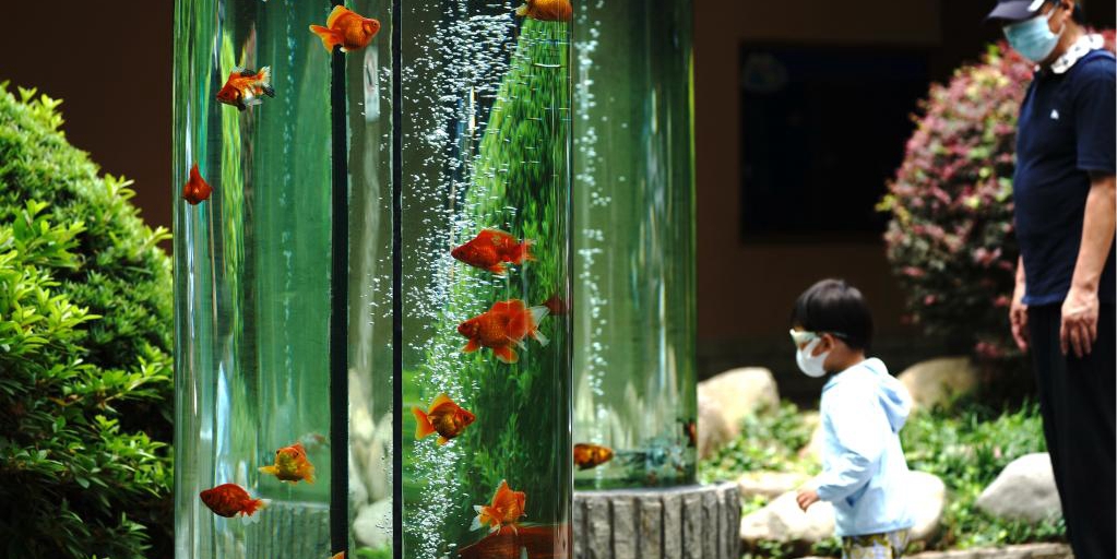 Zoológico de Shanghai reabre para turistas