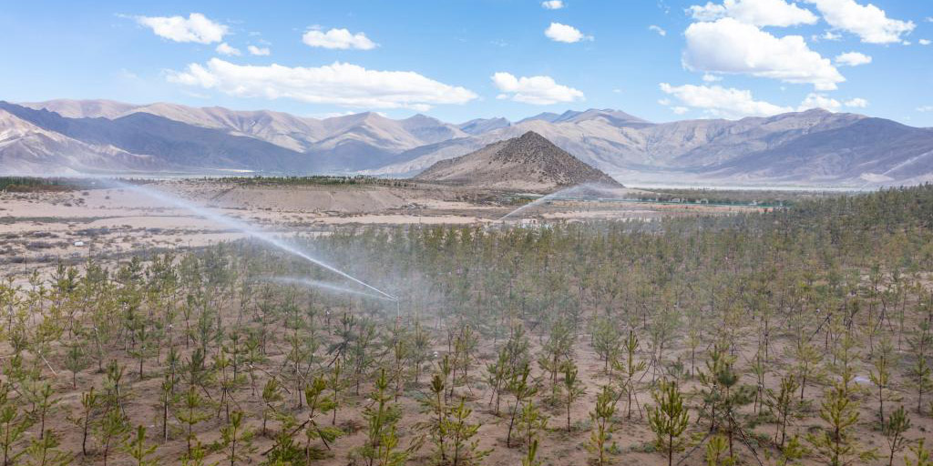 Terra estéril à beira do Rio Yarlung Zangbo torna-se “mar de árvores” no Tibet, sudoeste da China