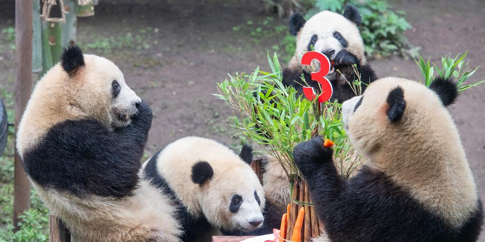 Zoológico de Chongqing faz festa de aniversário para pandas-gigantes