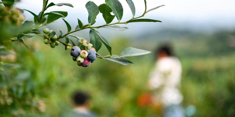 Época de colheita do mirtilo começa em Guizhou