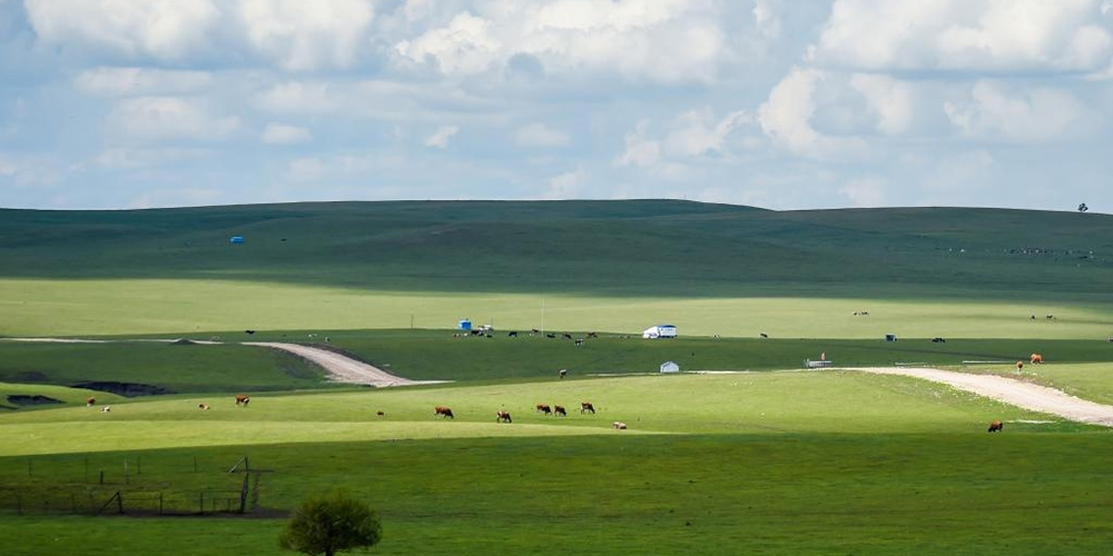 Fotos: pastagem de verão em Hulun Buir, na Mongólia Interior