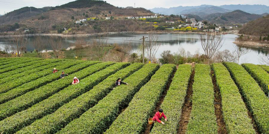 Agricultores colhem folhas de chá em Shaanxi