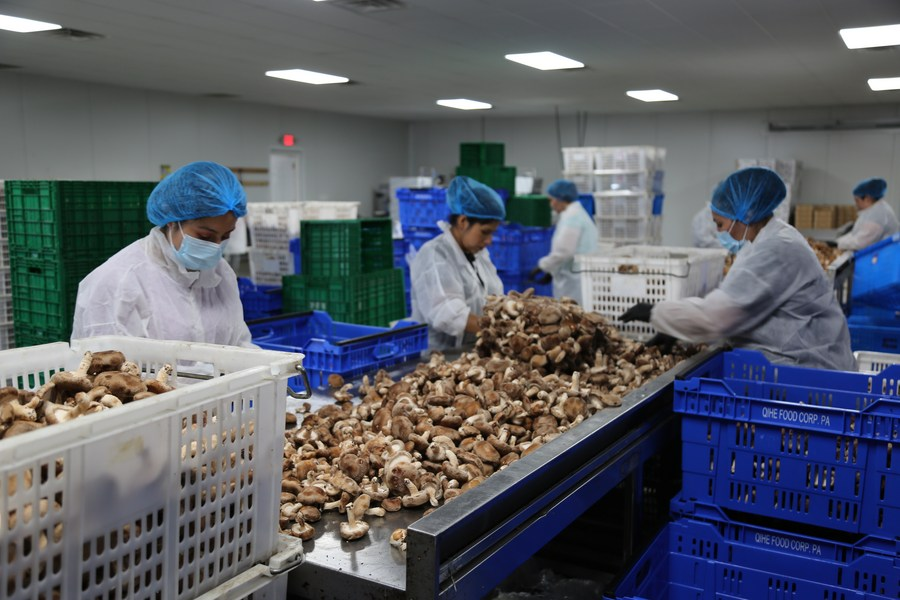 COMO FUNCIONA? COGUMELOS SHITAKE EM TORAS - LOCAL DE CULTIVO 