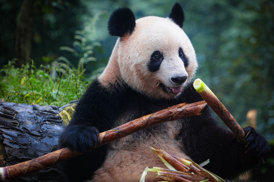 Panda gigante não está mais ameaçado de extinção